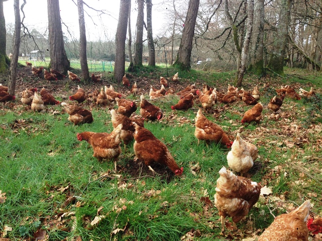 Ferme des filles poules