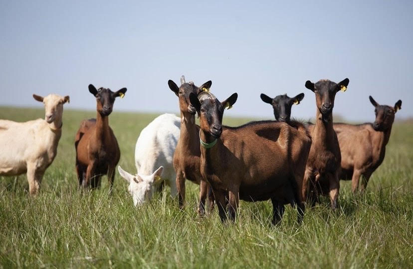 Fromagerie des Gors chevres