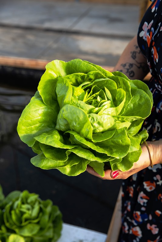 Les Nouvelles fermes Salade pommee verte Credit photo Sarah Arnould 