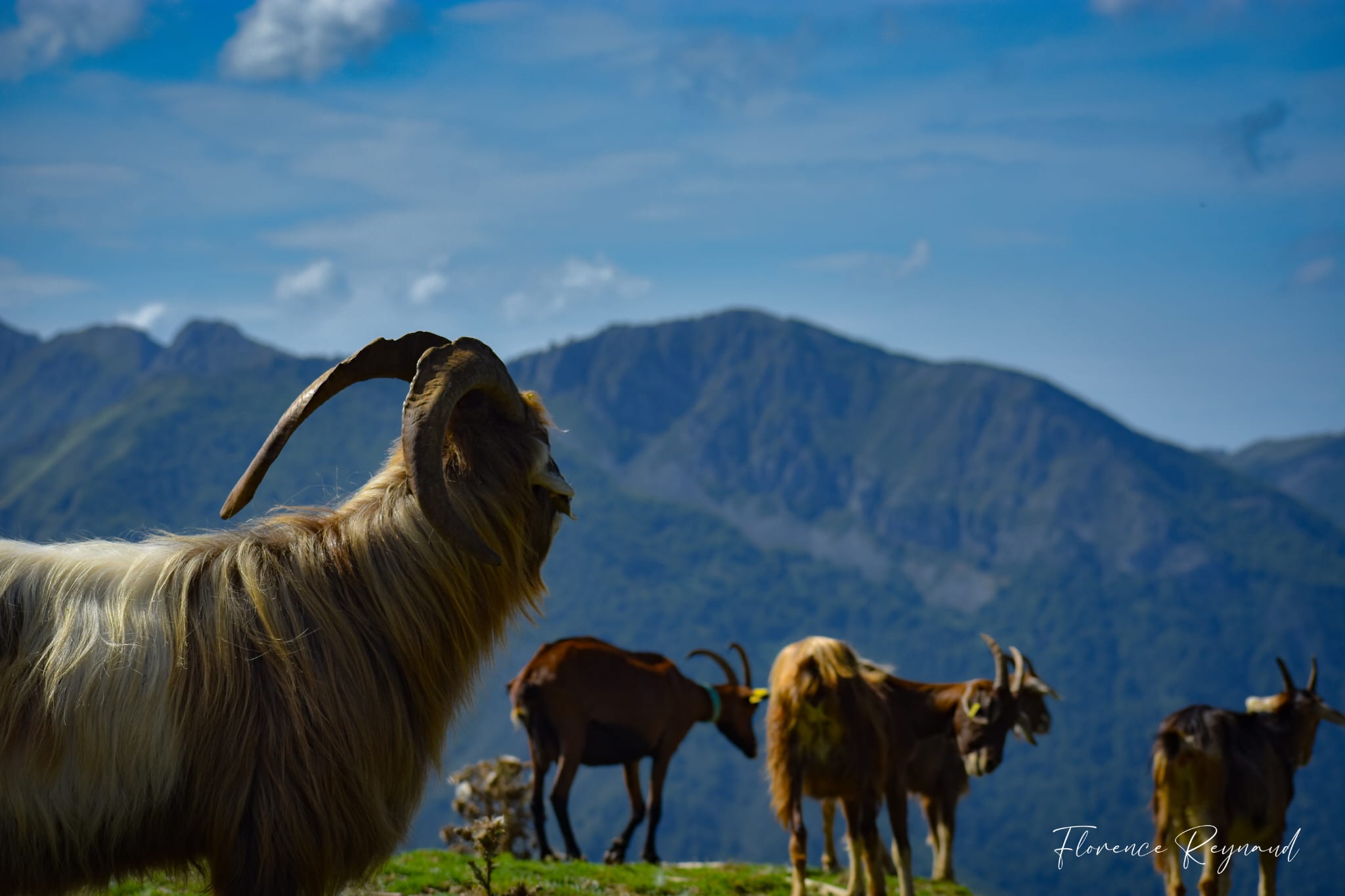 Lous Tirons Chevre montagne