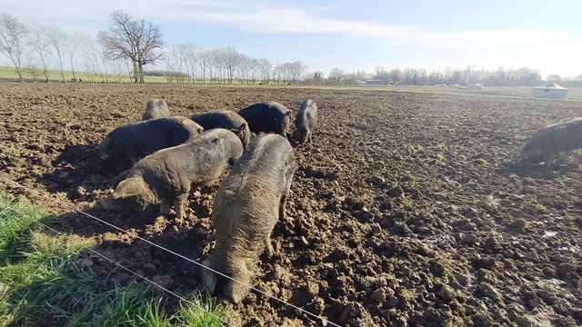 Porcs noirs la Planche
