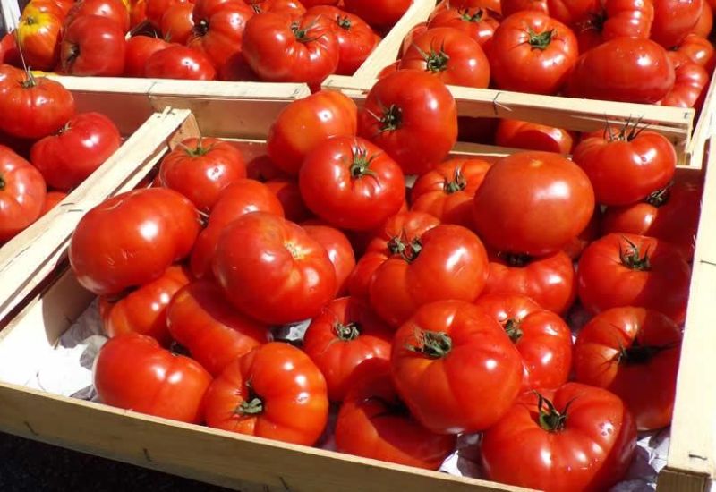 La pomme d’amour de Marmande : la tomate